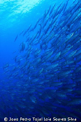 Barracudas (Sphyraena barracuda) at the Ras Mohammed Nati... by Joao Pedro Tojal Loia Soares Silva 